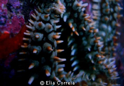Sea Star! by Elia Correia 
